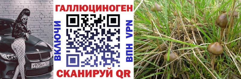 Псилоцибиновые грибы Psilocybe  Купить  Козловка 